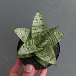 Sansevieria Sri Huning, real feature image plant. Picture taken directly from kaktus.id community Sansevieria farmer green houses.