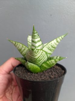 Sansevieria Sri Huning, real gallery image #8 plants. Picture taken directly from kaktus.id community Sansevieria farmer green houses.