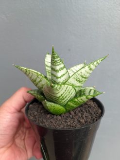 Sansevieria Sri Huning, real gallery image #7 plants. Picture taken directly from kaktus.id community Sansevieria farmer green houses.
