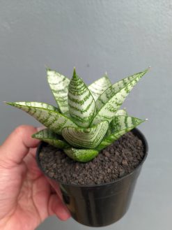 Sansevieria Sri Huning, real gallery image #6 plants. Picture taken directly from kaktus.id community Sansevieria farmer green houses.