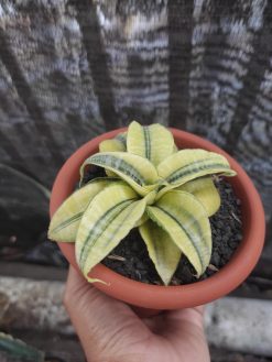 Sansevieria Spider Variegated, real gallery image #1 plants. Picture taken directly from kaktus.id community Sansevieria farmer green houses.
