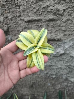 Sansevieria Spider Variegated, real gallery image #2 plants. Picture taken directly from kaktus.id community Sansevieria farmer green houses.
