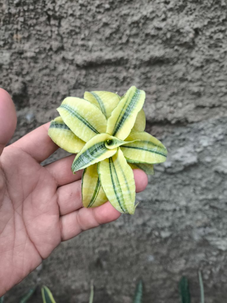 kaktus.id