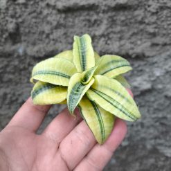 Sansevieria Spider Variegated, real feature image plant. Picture taken directly from kaktus.id community Sansevieria farmer green houses.