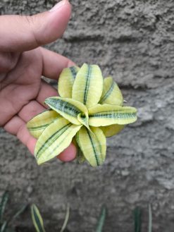 Sansevieria Spider Variegated, real gallery image #3 plants. Picture taken directly from kaktus.id community Sansevieria farmer green houses.