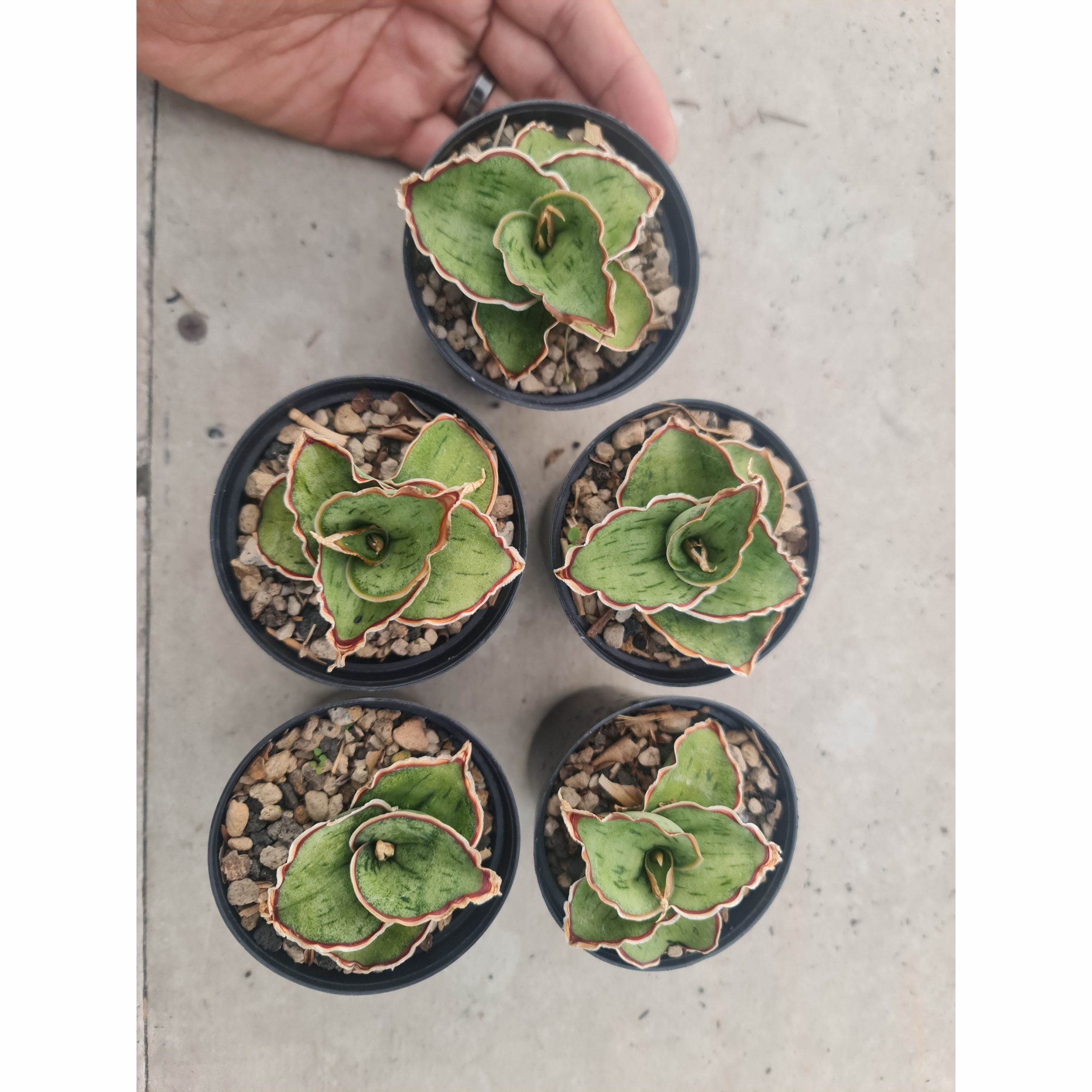Sansevieria Dragon Compacta Mutation
