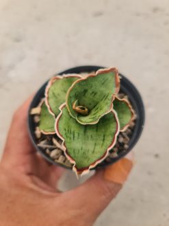 Sansevieria Dragon Compacta Mutation, real gallery image #1 plants. Picture taken directly from kaktus.id community Sansevieria farmer green houses.