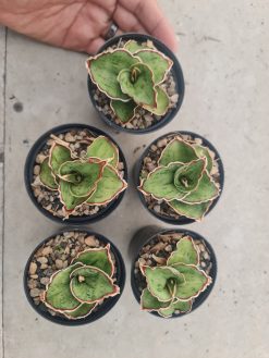 Sansevieria Dragon Compacta Mutation, real gallery image #2 plants. Picture taken directly from kaktus.id community Sansevieria farmer green houses.
