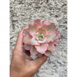 Echeveria Curly Chantilly