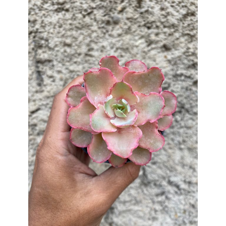 637. Echeveria Curly Chantilly