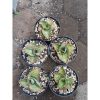 Sansevieria Dragon Compacta Mutation