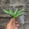 Sansevieria Mia, real gallery image #17 plants. Picture taken directly from kaktus.id community Sansevieria farmer green houses.