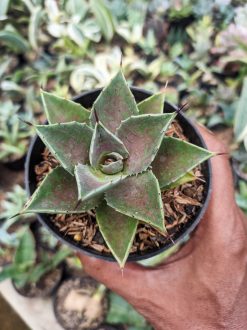 Agave Mangave Bloodspot, real gallery image #1 plants. Picture taken directly from kaktus.id community Agave farmer green houses.