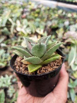 Agave Mangave Bloodspot, real gallery image #2 plants. Picture taken directly from kaktus.id community Agave farmer green houses.