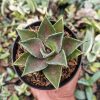 Agave Mangave Bloodspot, real feature image plant. Picture taken directly from kaktus.id community Agave farmer green houses.