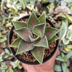 Agave Mangave Bloodspot, real feature image plant. Picture taken directly from kaktus.id community Agave farmer green houses.