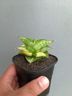 Sansevieria Vienna Variegated, real gallery image #1 plants. Picture taken directly from kaktus.id community Sansevieria farmer green houses.