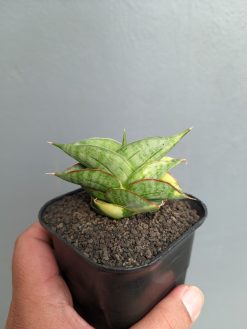 Sansevieria Vienna Variegated, real gallery image #2 plants. Picture taken directly from kaktus.id community Sansevieria farmer green houses.