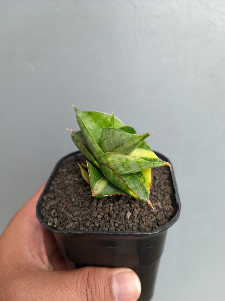 kaktus.id