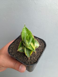 Sansevieria Vienna Variegated, real gallery image #4 plants. Picture taken directly from kaktus.id community Sansevieria farmer green houses.