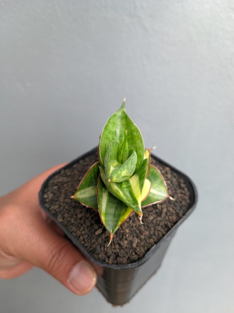 kaktus.id