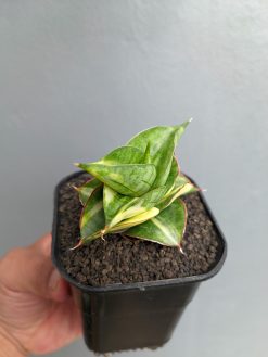 Sansevieria Vienna Variegated, real gallery image #6 plants. Picture taken directly from kaktus.id community Sansevieria farmer green houses.