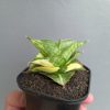 Sansevieria Vienna Variegated, real feature image plant. Picture taken directly from kaktus.id community Sansevieria farmer green houses.