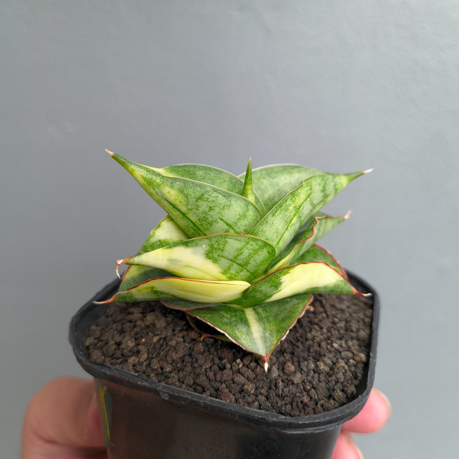 Sansevieria Vienna Variegated, real feature image plant. Picture taken directly from kaktus.id community Sansevieria farmer green houses.