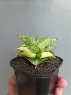 Sansevieria Vienna Variegated, real gallery image #7 plants. Picture taken directly from kaktus.id community Sansevieria farmer green houses.