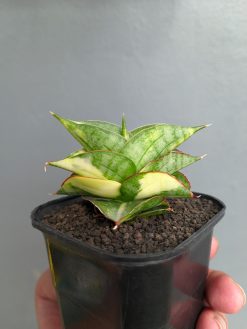 Sansevieria Vienna Variegated, real gallery image #8 plants. Picture taken directly from kaktus.id community Sansevieria farmer green houses.