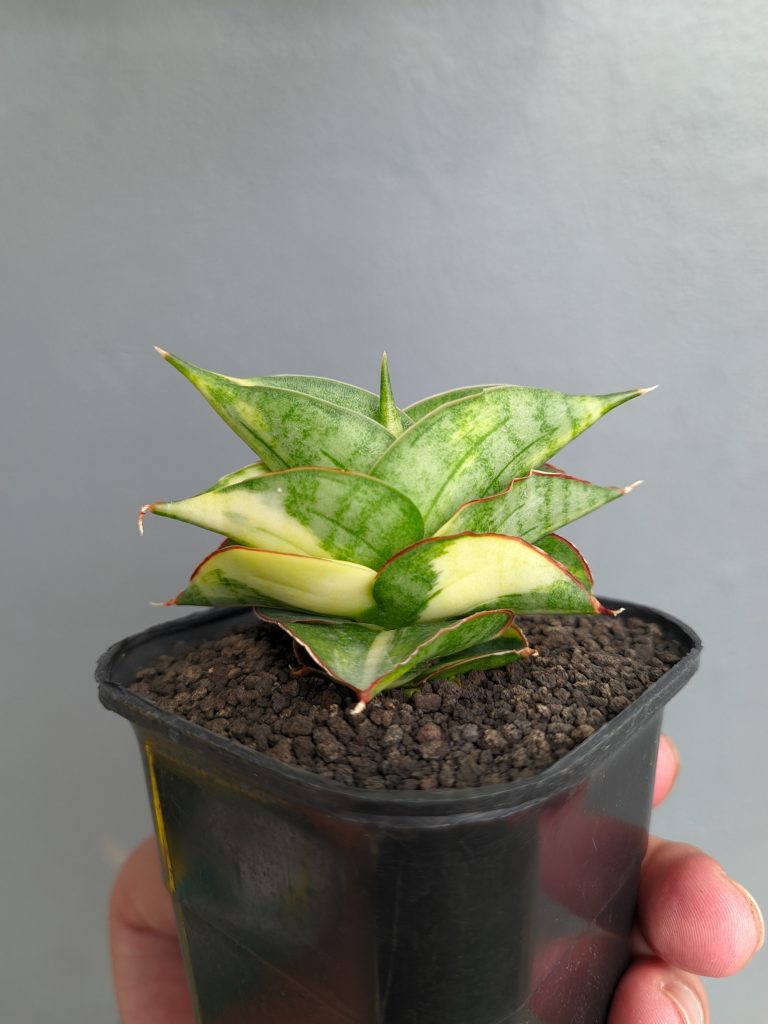 kaktus.id
