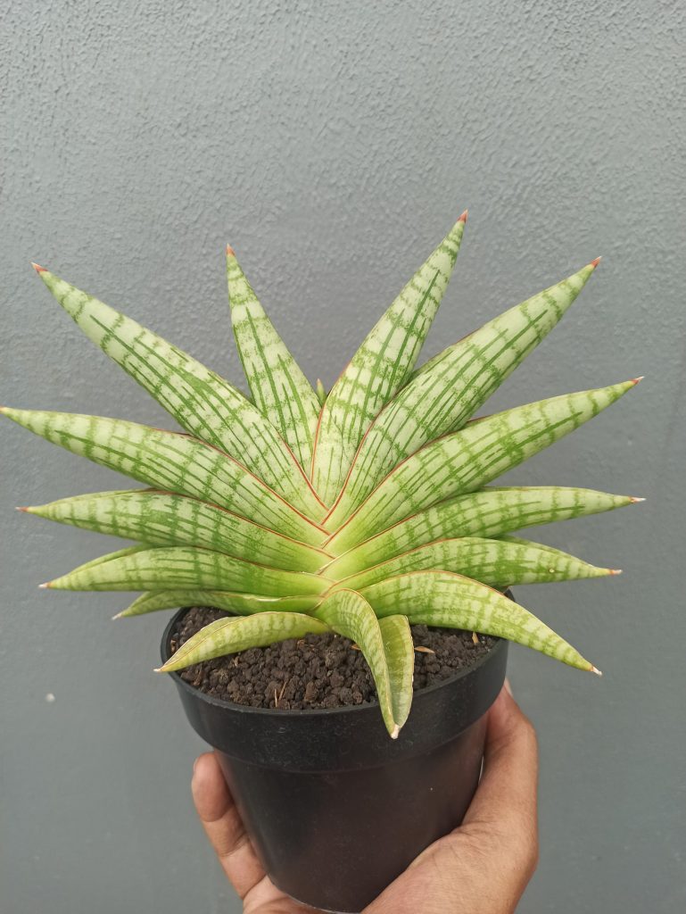 kaktus.id