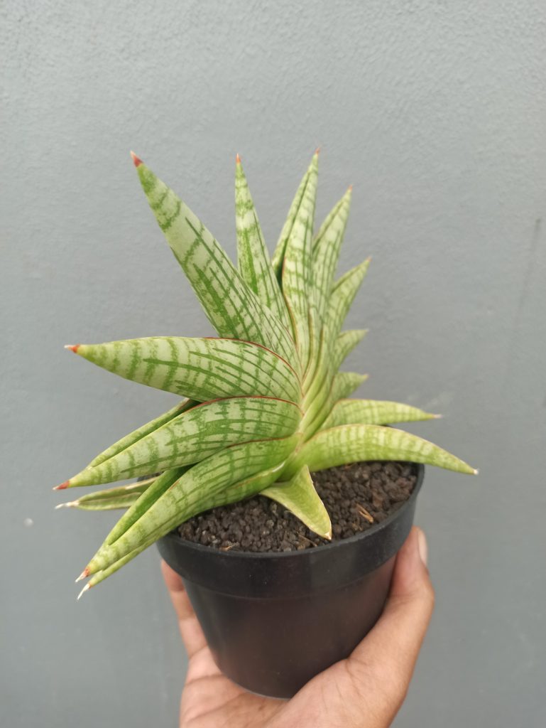 kaktus.id