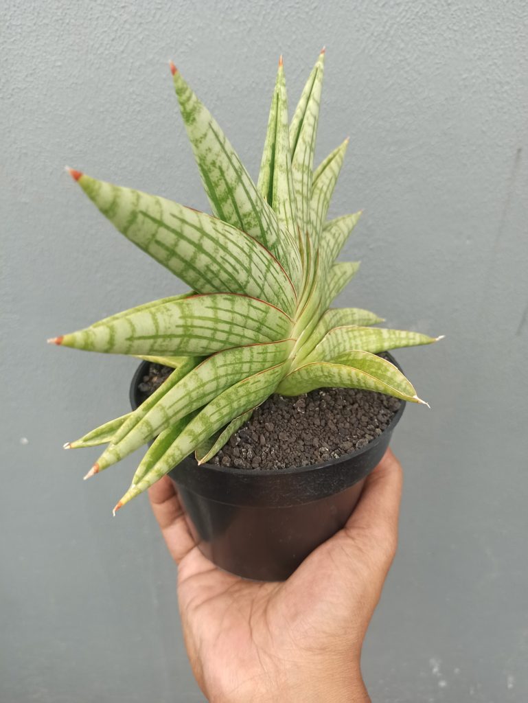 kaktus.id