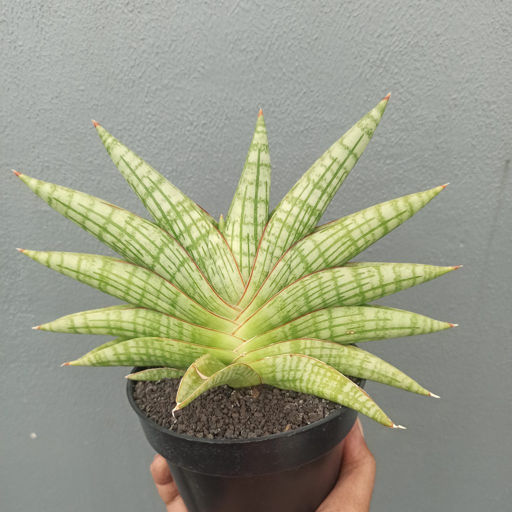 kaktus.id