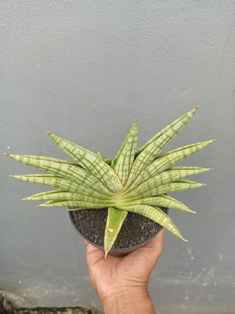 kaktus.id