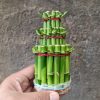 Dracaena Sanderiana 'Lucky Bamboo', real feature image plant. Picture taken directly from kaktus.id community Dracaena farmer green houses.