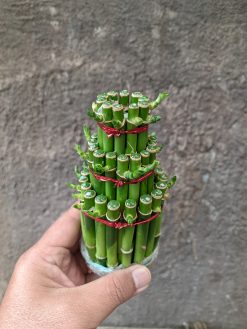 Dracaena Sanderiana 'Lucky Bamboo', real gallery image #1 plants. Picture taken directly from kaktus.id community Dracaena farmer green houses.