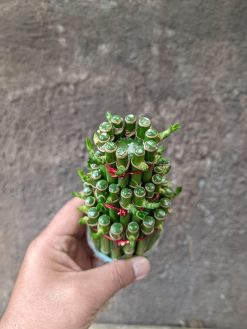 Dracaena Sanderiana 'Lucky Bamboo', real gallery image #2 plants. Picture taken directly from kaktus.id community Dracaena farmer green houses.