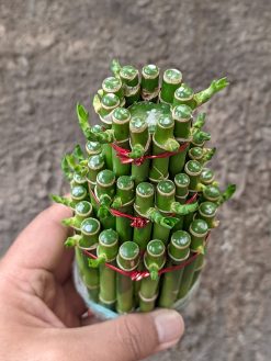 Dracaena Sanderiana 'Lucky Bamboo', real gallery image #3 plants. Picture taken directly from kaktus.id community Dracaena farmer green houses.