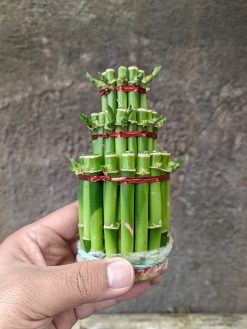 Dracaena Sanderiana 'Lucky Bamboo', real gallery image #4 plants. Picture taken directly from kaktus.id community Dracaena farmer green houses.