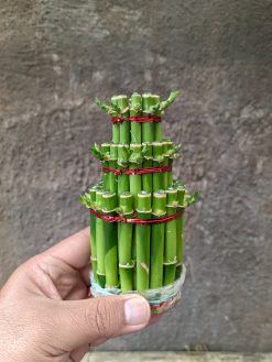 Dracaena Sanderiana 'Lucky Bamboo', real gallery image #5 plants. Picture taken directly from kaktus.id community Dracaena farmer green houses.