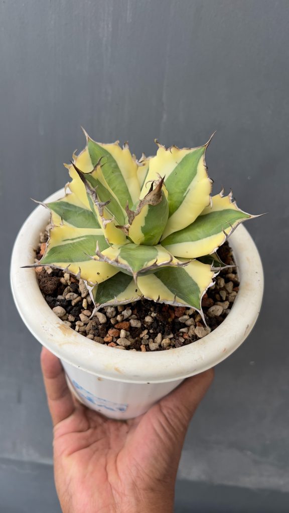 kaktus.id