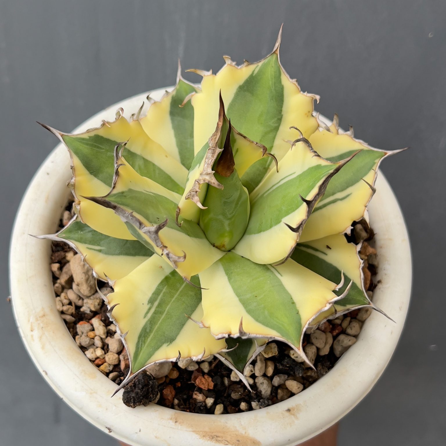 Agave Snaggletooth, real feature image plant. Picture taken directly from kaktus.id community Agave farmer green houses.