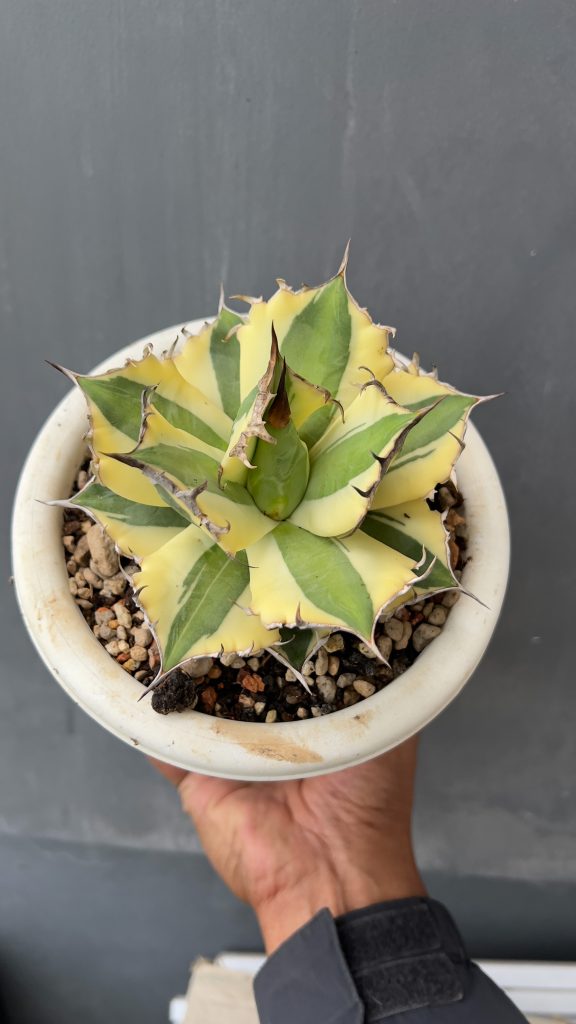 kaktus.id