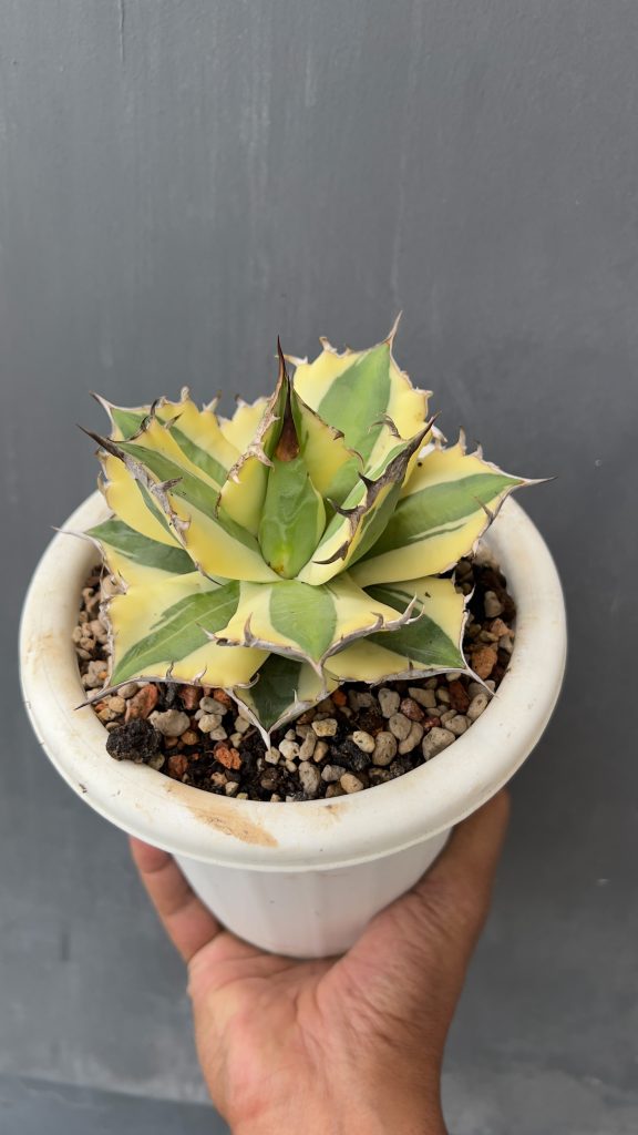 kaktus.id