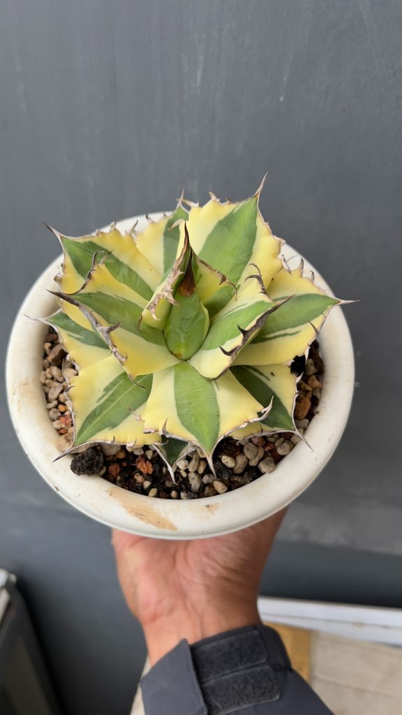 kaktus.id