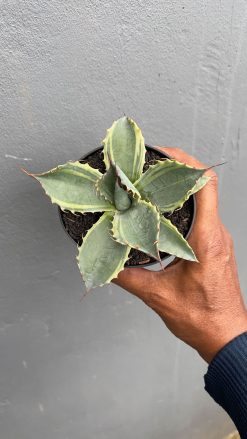 Agave Parrasana, real gallery image #2 plants. Picture taken directly from kaktus.id community Agave farmer green houses.