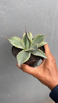 Agave Parrasana, real gallery image #3 plants. Picture taken directly from kaktus.id community Agave farmer green houses.
