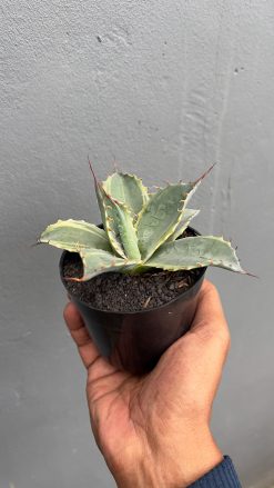 Agave Parrasana, real gallery image #1 plants. Picture taken directly from kaktus.id community Agave farmer green houses.